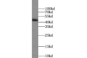 Western blot analysis of human plasma tissue subjected to SDS-PAGE, using ORM2 antibody (1/1000 dilution).