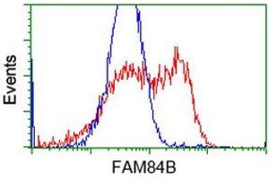 HEK293T cells transfected with either RC207996 overexpress plasmid (Red) or empty vector control plasmid (Blue) were immunostained by anti-FAM84B antibody (ABIN2453037), and then analyzed by flow cytometry. (FAM84B 抗体)