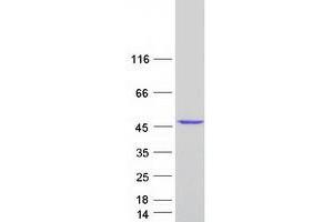 Western Blotting (WB) image for RAE1 RNA Export 1 Homolog (S. Pombe) (RAE1) (Transcript Variant 2) protein (Myc-DYKDDDDK Tag) (ABIN2730422)
