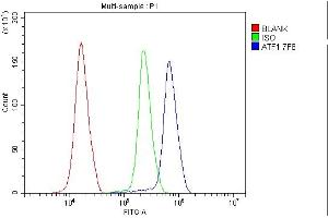 Flow Cytometry analysis of K562 cells using anti- ATF1 antibody (ABIN7599192). (AFT1 抗体  (AA 1-271))