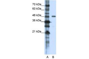 PPP1R8 antibody used at 1. (PPP1R8 抗体)