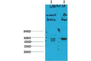 Western Blot (WB) analysis of 1) Mouse Brain Tissue, 2)Rat Brain Tissue with GABA A Receptor alpha3 Rabbit Polyclonal Antibody diluted at 1:2000. (GABRA3 抗体)