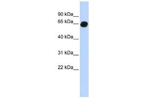 B3GALNT2 antibody used at 1 ug/ml to detect target protein. (B3GALNT2 抗体  (Middle Region))