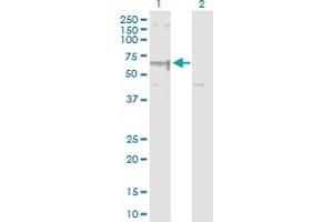 Western Blot analysis of ELP3 expression in transfected 293T cell line by ELP3 MaxPab polyclonal antibody. (ELP3/KAT9 抗体  (AA 1-547))