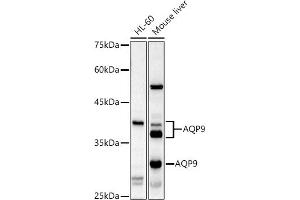 Western blot analysis of extracts of various cell lines, using  antibody (ABIN6133588, ABIN6137055, ABIN6137056 and ABIN6224634) at 1:1000 dilution. (AQP9 抗体  (AA 50-150))