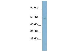 WB Suggested Anti-NEURL Antibody Titration:  0. (NEURL 抗体  (N-Term))