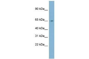 WB Suggested Anti-NEURL Antibody Titration:  0.