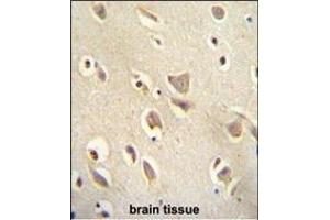 MCHR1 antibody (C-term) (ABIN654645 and ABIN2844341) immunohistochemistry analysis in formalin fixed and paraffin embedded human brain tissue followed by peroxidase conjugation of the secondary antibody and DAB staining.