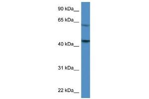 WB Suggested Anti-F2R Antibody Titration: 0.