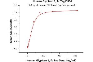 Immobilized Human FGF basic, Tag Free (ABIN2444057,ABIN2180650,ABIN2180649) at 1 μg/mL (100 μL/well) can bind Human Glypican 1, Fc Tag (ABIN6810034,ABIN6938876) with a linear range of 1-39 ng/mL (QC tested). (GPC1 Protein (AA 24-530) (Fc Tag))