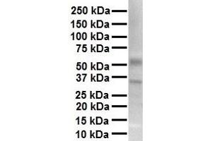 Western Blotting (WB) image for anti-Transient Receptor Potential Cation Channel, Subfamily V, Member 4 (TRPV4) (N-Term) antibody (ABIN2776241)