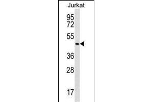 PK14 Antibody (Center /) (ABIN656420 and ABIN2845711) western blot analysis in Jurkat cell line lysates (35 μg/lane). (MAPK14 抗体  (AA 158-192))