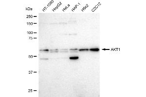 Western blotting analysis using AKT1 antibody (ABIN7800783). (Recombinant AKT1 抗体)