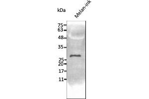 Western Blotting (WB) image for anti-Transmembrane Protein 160 (TMEM160) (C-Term) antibody (ABIN7273067) (TMEM160 抗体  (C-Term))