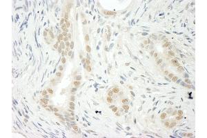 Immunohistochemistry (IHC) image for anti-THO Complex 5 (THOC5) (AA 25-75) antibody (ABIN7448832) (THO Complex 5 抗体  (AA 25-75))