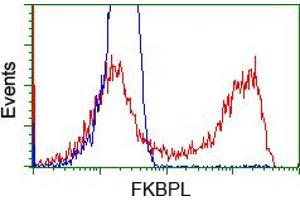 HEK293T cells transfected with either RC202153 overexpress plasmid (Red) or empty vector control plasmid (Blue) were immunostained by anti-FKBPL antibody (ABIN2453045), and then analyzed by flow cytometry. (FKBPL 抗体)