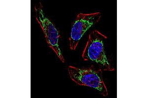 Fluorescent confocal image of Hela cell stained with HSPD1 Antibody (Center) (ABIN389380 and ABIN2839475).