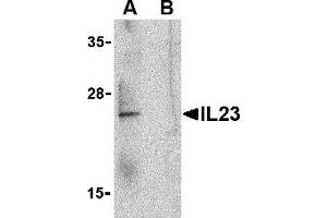 Western Blotting (WB) image for anti-Interleukin 23 (IL23) (C-Term) antibody (ABIN1030436) (IL23 抗体  (C-Term))