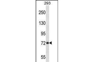 P Antibody (Center) 13689c western blot analysis in 293 cell line lysates (35 μg/lane). (APP 抗体  (AA 333-362))