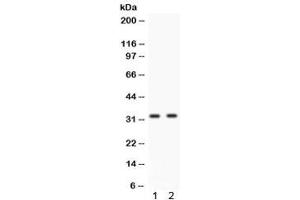 Western blot testing of human 1) HeLa and 2) A549 cell lysate with Livin antibody.