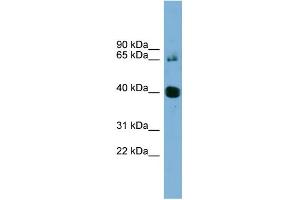 WB Suggested Anti-NODAL Antibody Titration: 0. (Nodal 抗体  (N-Term))
