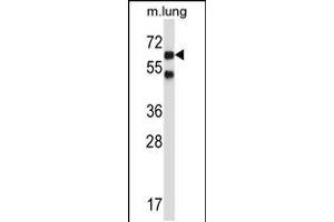 Western blot analysis in mouse lung tissue lysates (35ug/lane). (Nemo-Like Kinase 抗体  (C-Term))