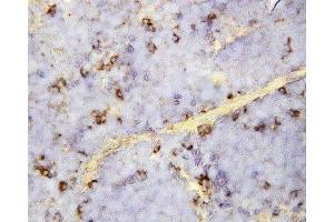 IHC-P: CXCL16 antibody testing of mouse spleen tissue (CXCL16 抗体  (Middle Region))