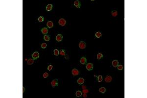 Immunofluorescence Analysis of Jurkat cells labeling CD3e with CD3e Mouse Monoclonal Antibody (RIV9) followed by Goat anti-Mouse IgG-CF488 (Green). (CD3 epsilon 抗体)