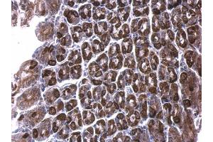 IHC-P Image ALDH6A1 antibody detects ALDH6A1 protein at cytosol on mouse stomach by immunohistochemical analysis. (ALDH6A1 抗体)