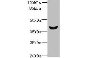 Western blot All lanes: Dlk2 antibody at 5 μg/mL + Mouse kidney tissue Secondary Goat polyclonal to rabbit IgG at 1/10000 dilution Predicted band size: 41, 46, 45 kDa Observed band size: 41 kDa