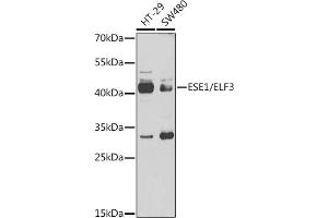 Western Blotting (WB) image for anti-E74-Like Factor 3 (Ets Domain Transcription Factor, Epithelial-Specific) (ELF3) (AA 1-280) antibody (ABIN6140124)