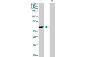 Western Blot analysis of CD83 expression in transfected 293T cell line by CD83 MaxPab polyclonal antibody. (CD83 抗体  (AA 1-205))