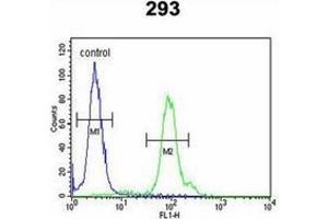Flow cytometric analysis of 293 cells using KLC2 Antibody (C-Term) Cat. (KLC2 抗体  (C-Term))