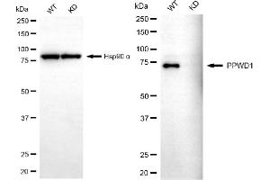 anti-Peptidylprolyl Isomerase Domain and WD Repeat Containing 1 (PPWD1) antibody
