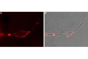 Immunocytochemistry (ICC) image for anti-Adrenergic Receptor, alpha 1d (ADRA1D) (AA 231-245), (C240S), (Extracellular) antibody (ABIN7042896)