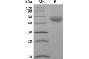 Western Blotting (WB) image for CD24 Molecule (CD24) (Active) protein (Biotin) (ABIN7319889) (CD24 Protein (Biotin))