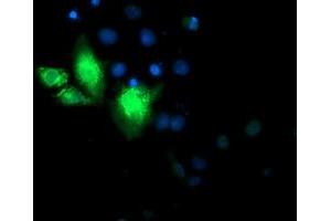 Anti-CYB5R3 mouse monoclonal antibody (ABIN2453833) immunofluorescent staining of COS7 cells transiently transfected by pCMV6-ENTRY CYB5R3 (RC201592). (CYB5R3 抗体)