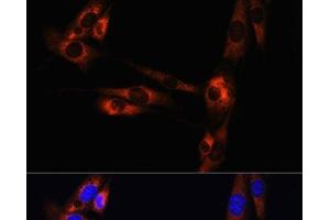 Immunofluorescence analysis of NIH/3T3 cells using ADORA2A Polyclonal Antibody at dilution of 1:100.