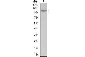 Western blot analysis using CLGN mouse mAb against LNCAP cell lysate. (Calmegin 抗体  (AA 249-405))