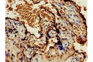 Immunohistochemistry of paraffin-embedded human placenta tissue using ABIN7162155 at dilution of 1:100 (OLFML3 抗体  (AA 201-406))