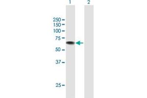 Western Blot analysis of USH1C expression in transfected 293T cell line by USH1C MaxPab polyclonal antibody. (USH1C 抗体  (AA 1-533))