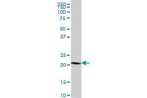 COPS8 MaxPab polyclonal antibody. (COPS8 抗体  (AA 1-209))