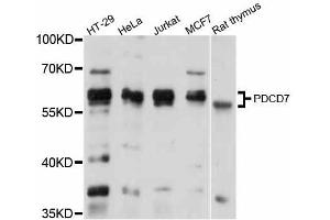 Western blot analysis of extracts of various cell lines, using PDCD7 antibody (ABIN5998476) at 1/1000 dilution. (PDCD7 抗体)