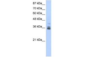 ZNF197 抗体  (N-Term)