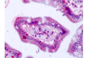 Anti-BEST4 antibody IHC of human small intestine. (Bestrophin 4 抗体  (Internal Region))