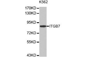 Western Blotting (WB) image for anti-Integrin beta 7 (ITGB7) antibody (ABIN1876935) (Integrin beta 7 抗体)