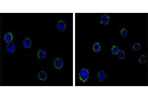 Immunofluorescence analysis of HL-60(left) and K562 (right) cells using CD19 mouse mAb (green). (CD19 抗体)