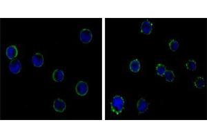 Immunofluorescence analysis of HL-60(left) and K562 (right) cells using CD19 mouse mAb (green).