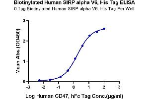 Immobilized Biotinylated Human SIRP alpha V6, His Tag at 1 μg/mL (100 μL/Well) on the plate.
