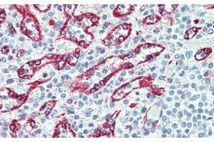 Detection of dLL4 in Human Spleen Tissue using Polyclonal Antibody to Delta Like Protein 4 (dLL4) (DLL4 抗体  (AA 215-331))
